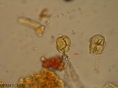 ISEM 2/Phyllodoce_caerulea_33039/Phyllodoce_caerulea_33039_0001(copy)_thumb.jpg